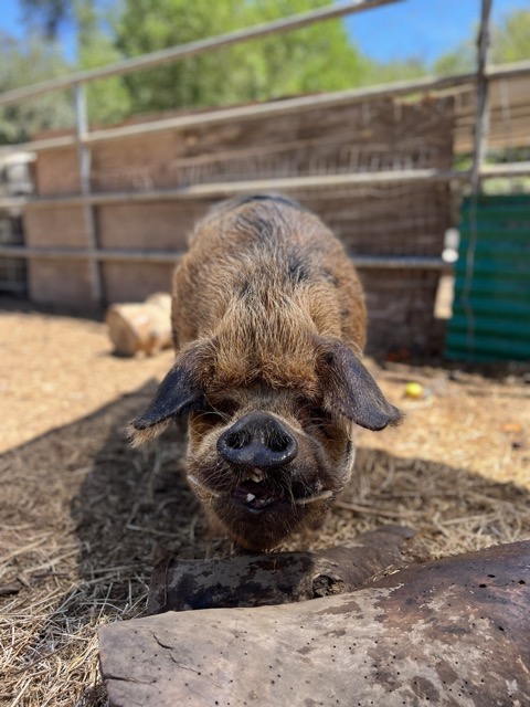 Big Red is a super sweet kune kune pig