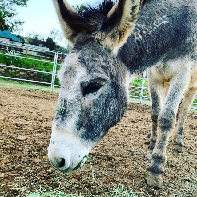 Homer is our BLM donkey