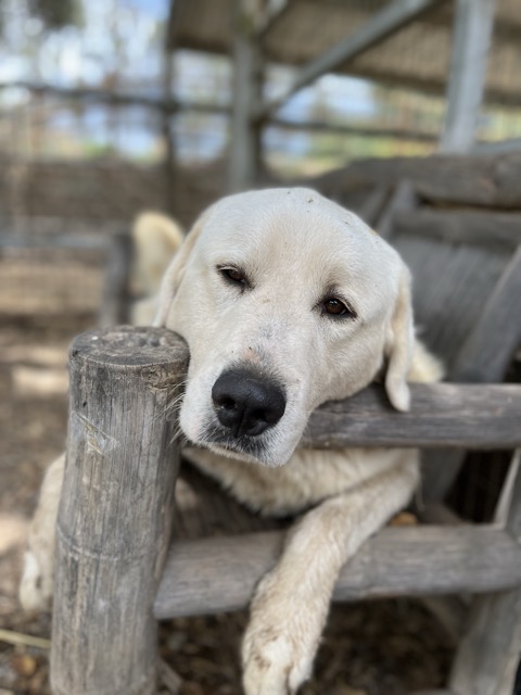 Mowgli, ranch LGD