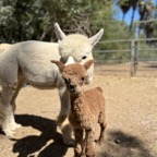 Anika And Baby Reese