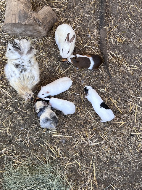 Guinea Pigs
