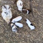 Guinea Pigs