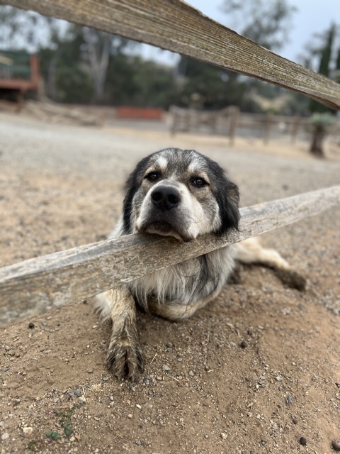 Wolfie - the best ranch dog