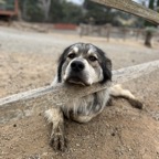 Wolfie - the best ranch dog