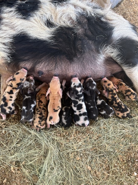 Our 2023 piglets