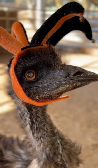 Max Born in 1984 said to be the oldest emu in the US