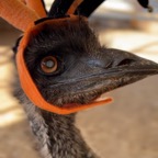 Max Born in 1984 said to be the oldest emu in the US