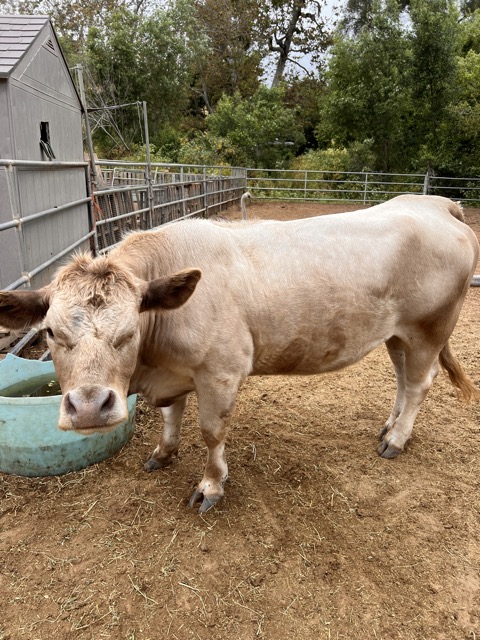 One Eyed Cowgirl
