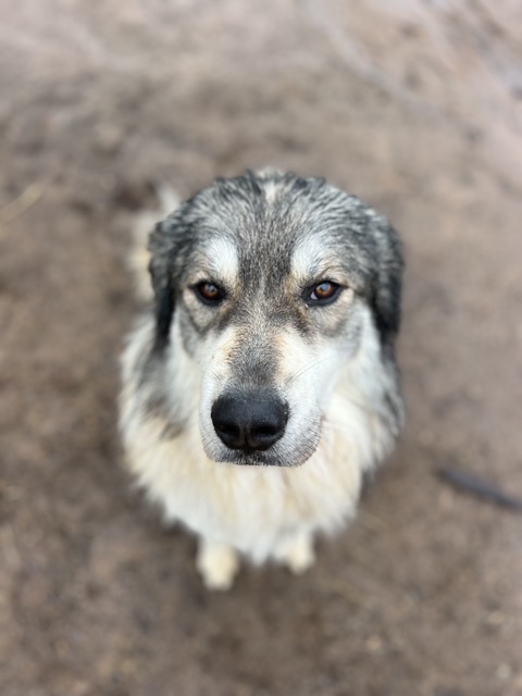 Wolfie