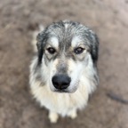 Wolfie