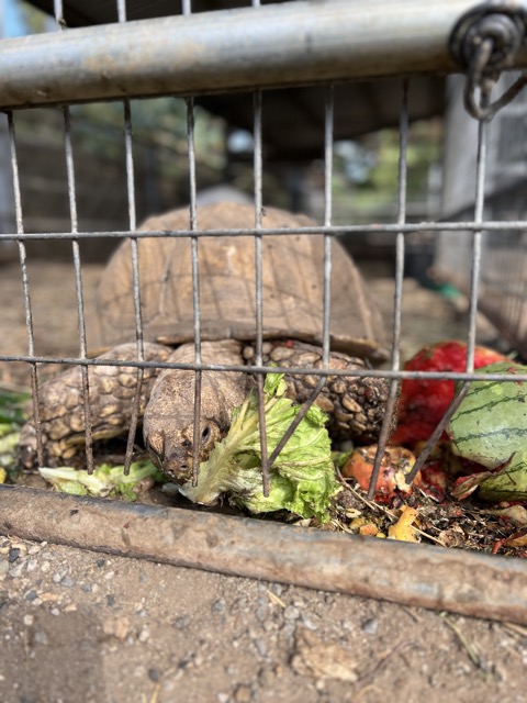 Toby - Sulcata Tortiose