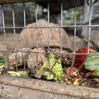 Toby - Sulcata Tortiose